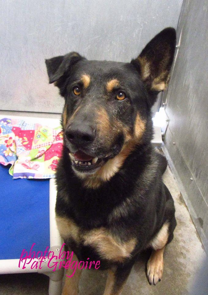 Super Trained Dog Looks Like German Shepherd Super Trained Dog Looks Like German Shepherd