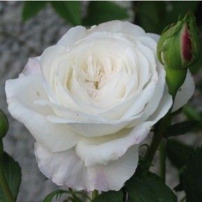jacques cartier rose beskæring