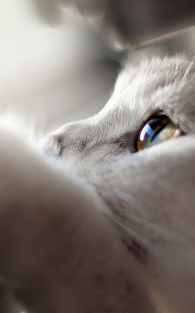 80 Best Of Iphone X Wallpapers Amazing Wallpaper For Background Ip White Cat Cats Beautiful - Cat Wallpaper Hd Iphone X 80 Best Of Iphone X Wallpapers Amazing Wallpaper For Background Ip White Cat Cats Beautiful - Cat Wallpaper Hd Iphone X