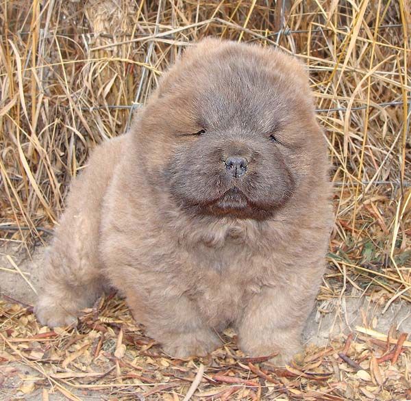 Beshia Chow Chows Chow Chow Breeder Alberta Canada Chow Chow