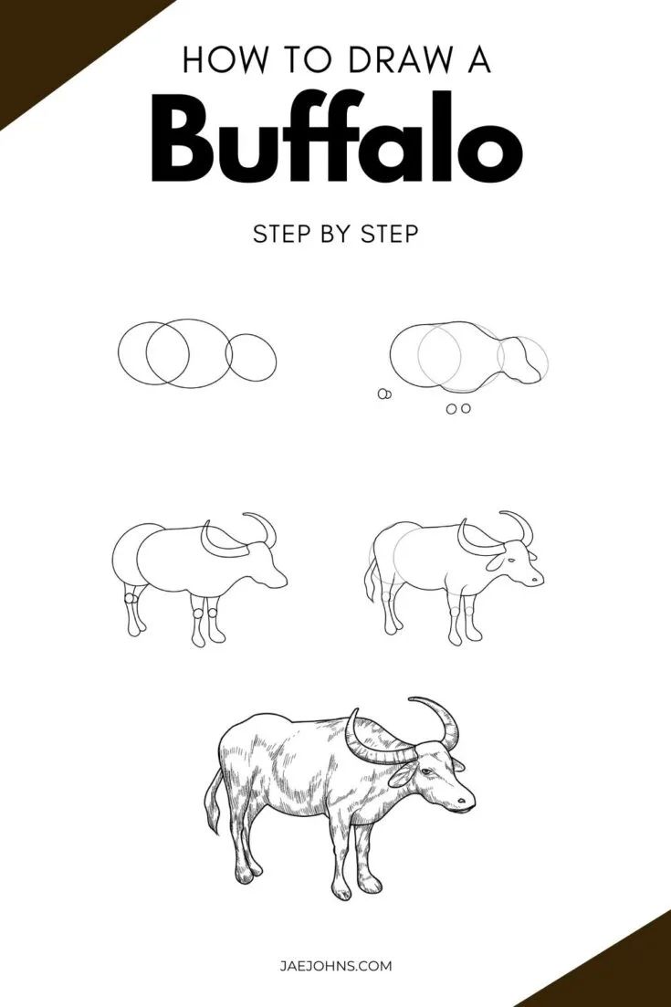 How To Draw A Realistic Buffalo In 5 Easy Steps B984234f3a84cd0b22c2980e4d3233e1