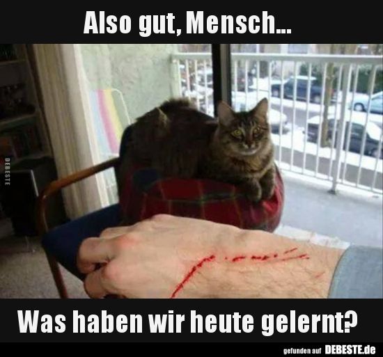 Okay, Mensch … Was haben wir heute gelernt? .. | Lustige Bilder, Sprüche, Worte … – Tiere Okay, Mensch … Was haben wir heute gelernt? .. | Lustige Bilder, Sprüche, Worte … – Tiere