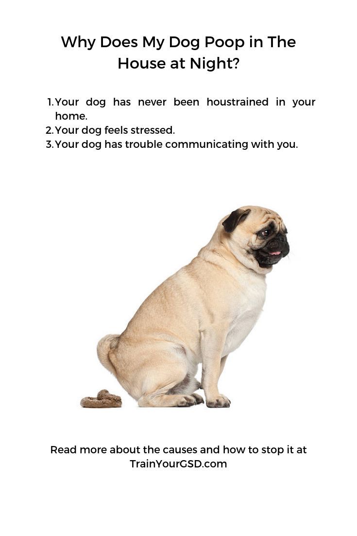 Dog Poops In The House In The Middle Of The Night Causes How To