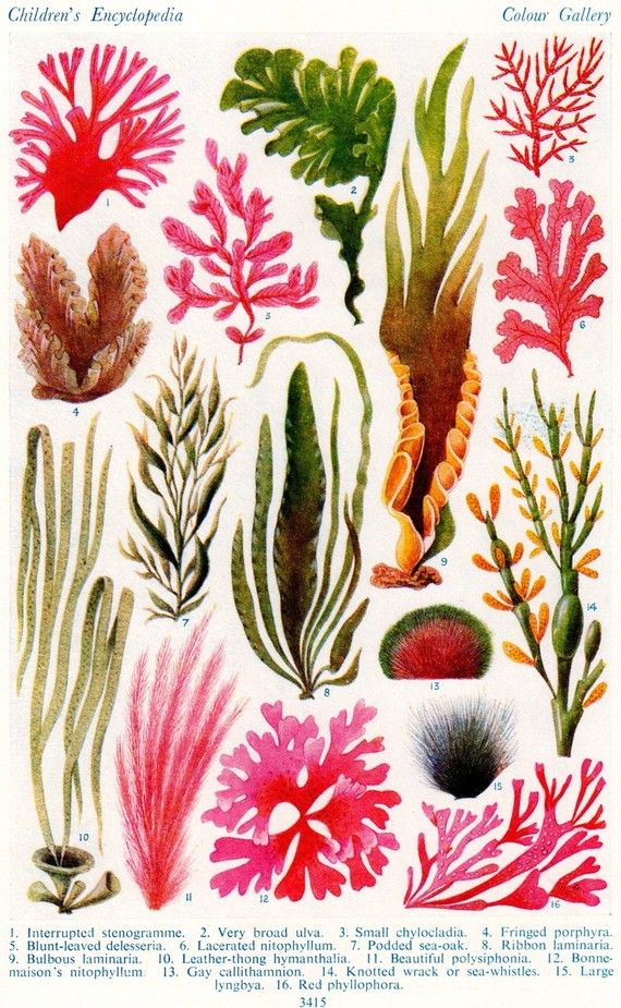 57 best seashell identification around the world images seaweed identification chart