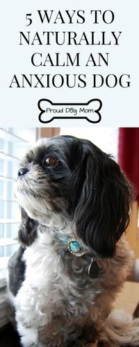 Natural Ways To Calm Separation Anxiety In Dogs Natural Ways To Calm Separation Anxiety In Dogs