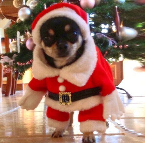 Lillypet Pet Christmas Costumes Dog Suit Pet Costumes Dog