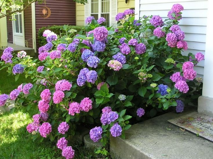 Hortensie Garten Pflege Hortensie Pflege für einen immer schönen Garten. - Neu Beste | Garten