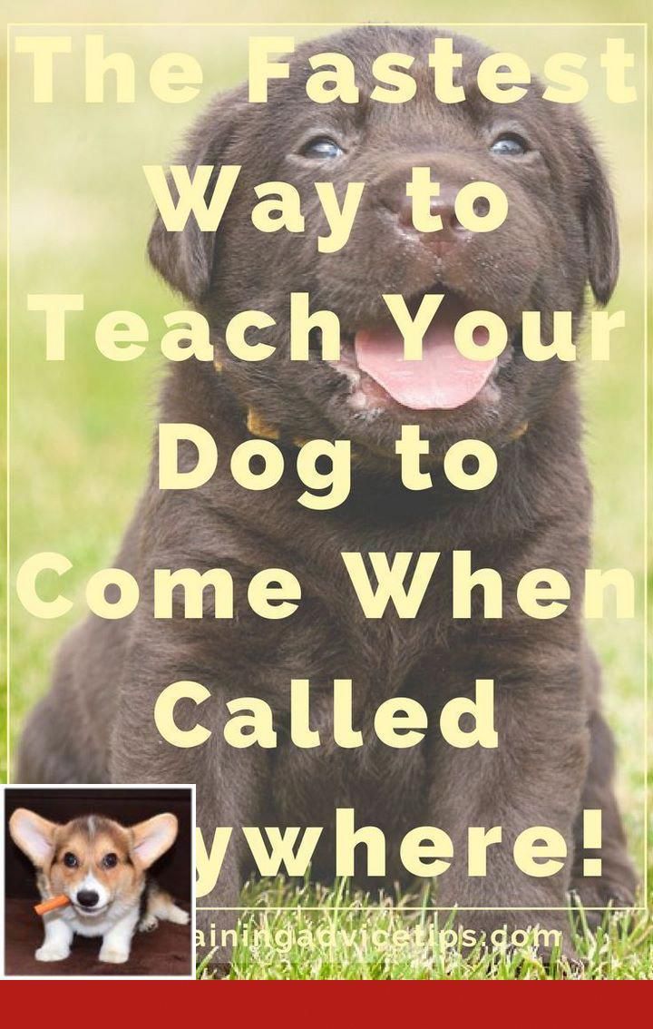 Potty Training English Bulldogs Dogtraining And Clickertraining