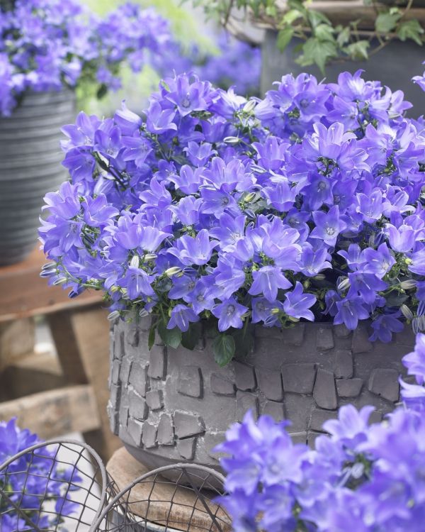Blumen Für Den Garten Pflegeleichte blühende und immergrüne Schattenpflanzen für den Garten