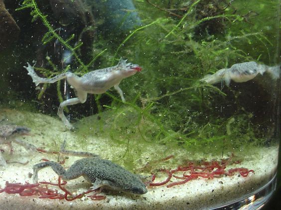 24 best African Dwarf Frog Care images on Pinterest