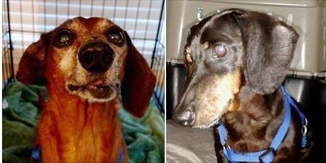 Getalong Dachshund Rescue Walton Beach Fl Getalong Dachshund Rescue Walton Beach Fl