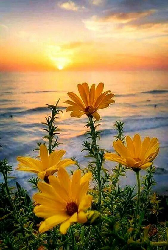 spring flowers and the