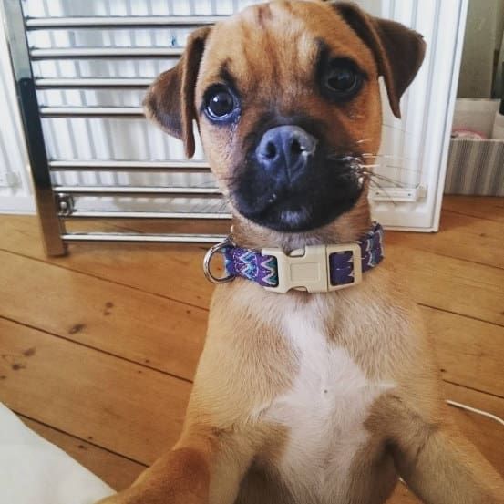 What Happens When You Cross A Pug With Other Dog Breeds Pugs