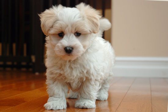 Miki Dogs For Sale Illinois Miki Dogs For Sale Illinois