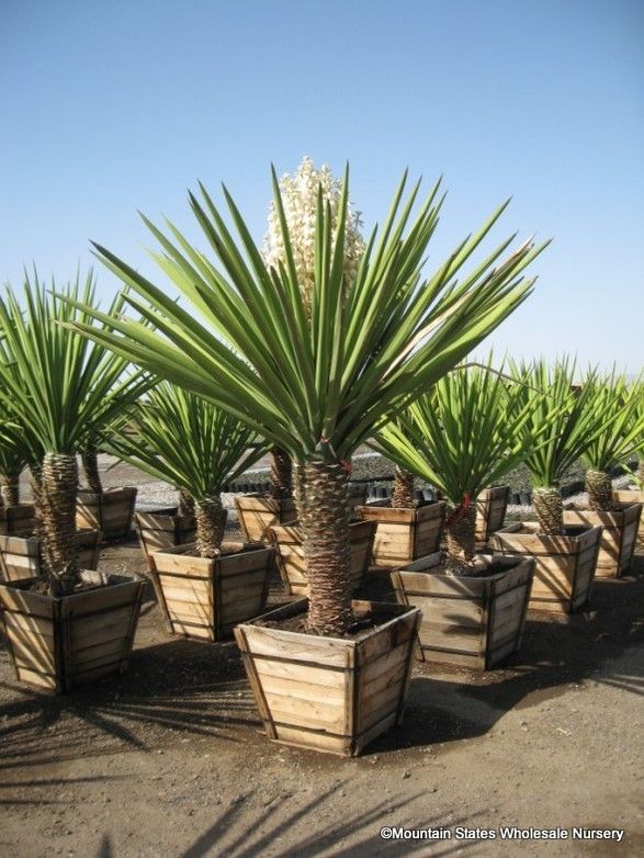 Best 25 Yucca Plant Ideas On Pinterest Desert Landscaping Yucca Plant Spanish Dagger Giant White