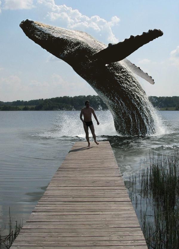 452 Best Любовь Images On Pinterest Adventure Photography Ideas Whale Backflip