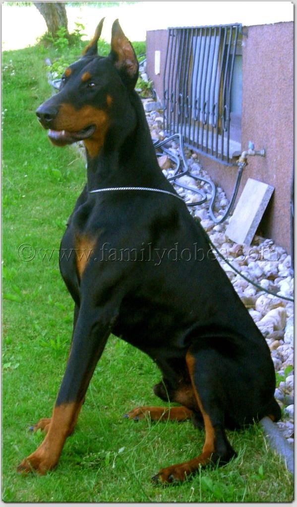 Male Doberman Pinscher Doberman Pinscher Doberman Dogs