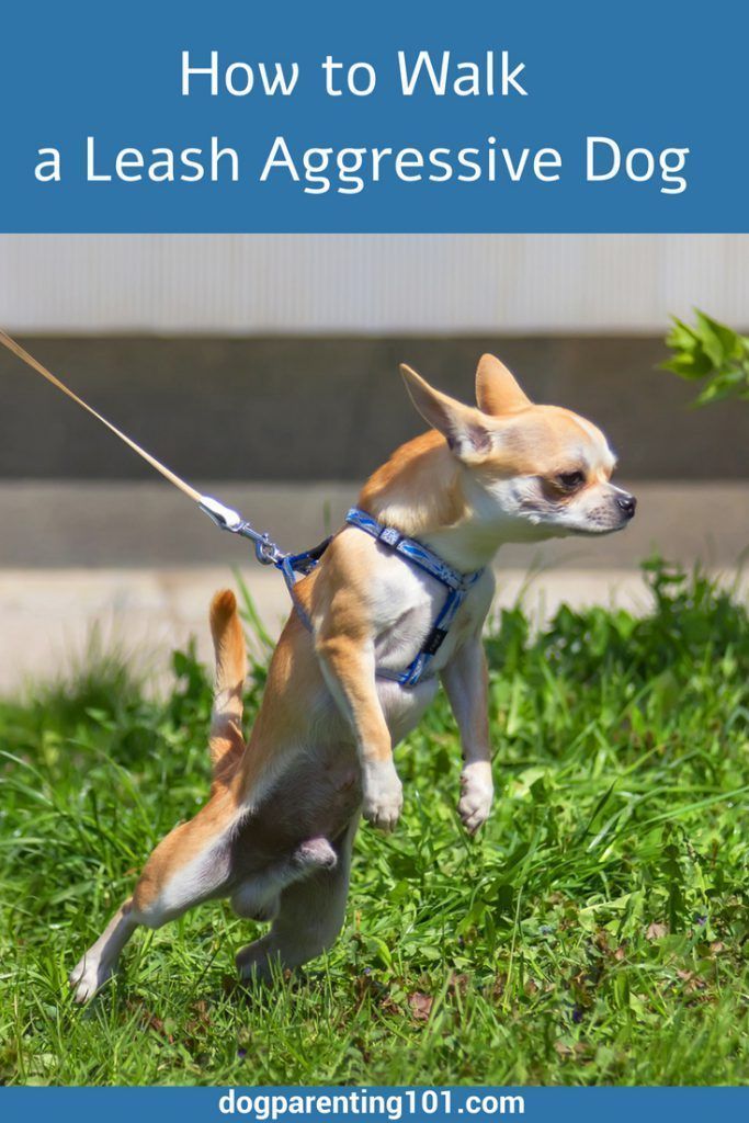 I Have A Leash Aggressive Dog So I Know What You Re Going Through