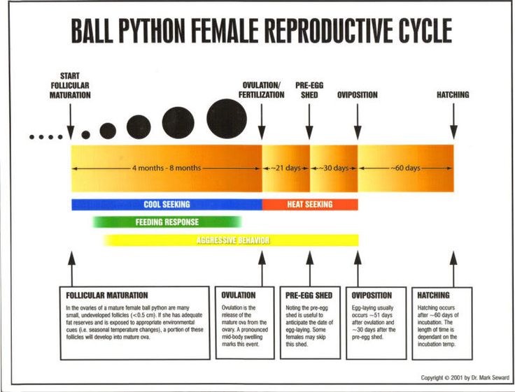 22 best ball pythons images on pinterest ball python python ball python size chart