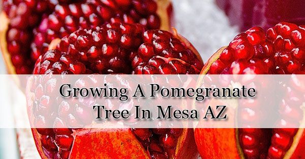 How To Grow A Pomegranate Tree In Arizona