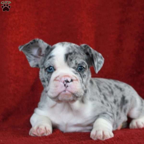 Caroline French Bulldog Mix Puppy For Sale In Pennsylvania