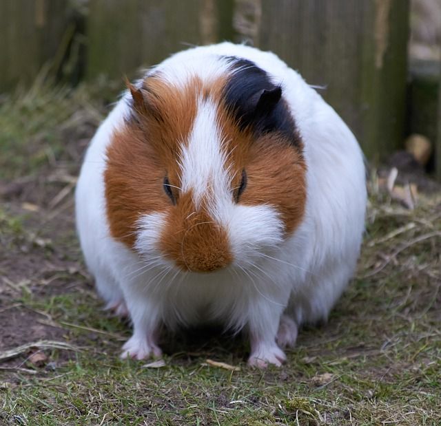 √ Vets That Look At Guinea Pigs Near Me JRF