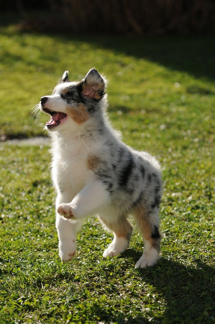 australian shepherd welpen 4 monate 97 best australian shepherd images on pinterest aussies animals australian shepherd welpen 4 monate 97 best australian shepherd images on pinterest aussies animals