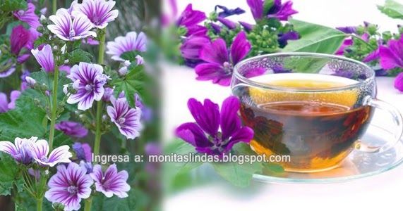 La Malva No Solo Te Sirve Para Adornar Tu Hogar Cura Las Ulceras Quita El Estreñimiento Las Infecciones De Garganta Cicatriz Malva Salud Infeccion Garganta