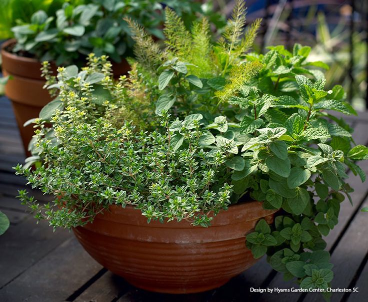How To Grow Herbs In Indoor Containers Planting Herbs Indoors Planting Herbs Plants