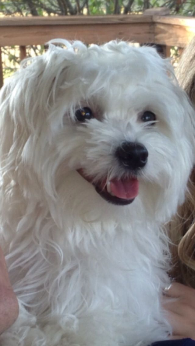 I Am Keeping My Eye On You Maltese Maltese Dogs Maltese Puppy
