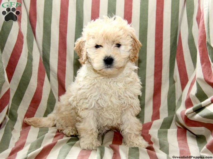 mini goldendoodle puppies for sale in pa 32 best goldendoodles images on goldendoodles for sale puppies for sale mini goldendoodle puppies for sale in pa 32 best goldendoodles images on goldendoodles for sale puppies for sale