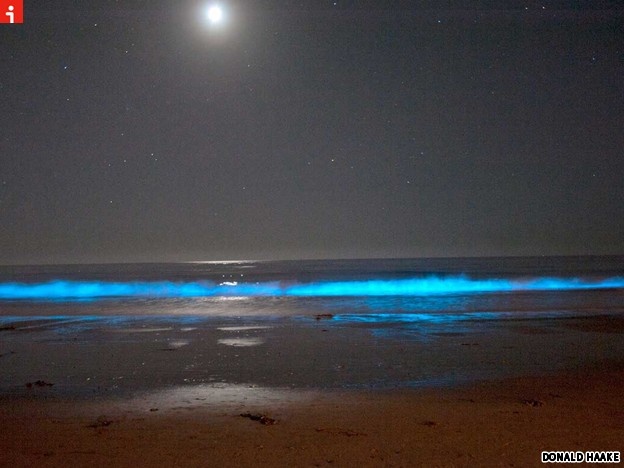 7 Best Across A Star Swept Sea Images On Pinterest Beautiful Walking On The Beach At Night During Red Tide Carlsbad Ca