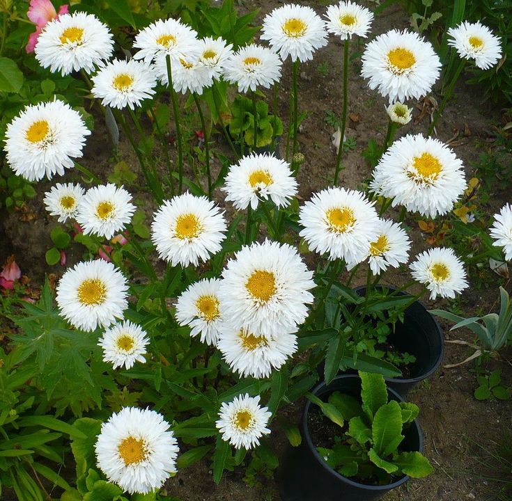 Shasta Daisies: Collection of Varieties | Shasta daisies, Perennial