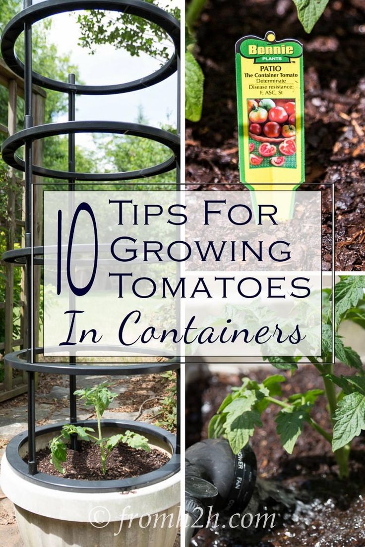 Best 25 Growing tomatoes in containers ideas on Pinterest 10 Tips For Growing Tomatoes In Containers