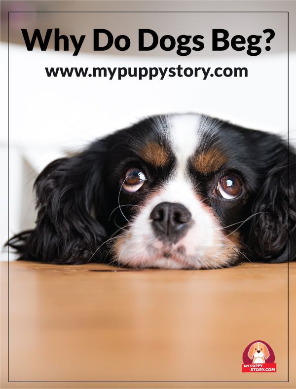Why Do Dogs Stare At You When Your Eating Why Do Dogs Stare At You When Your Eating