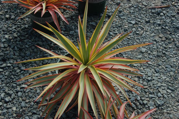 DSC_1158.JPG (1600×1064) | Monrovia nursery, Monrovia, Plants