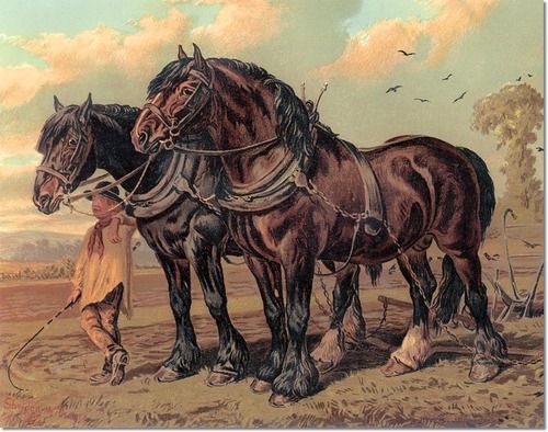 Anne Bullen Equestrian Paintings For Sale Anne Bullen Equestrian Paintings For Sale