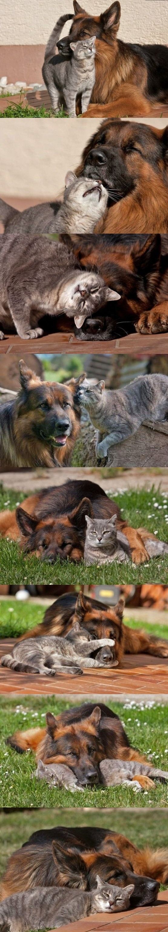 The dog every day saves the life of his young mistress The dog every day saves the life of his young mistress