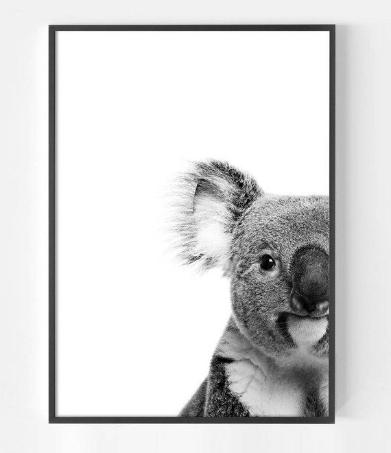 Koala Print Australian Animal Art Australia Prints Unique - How To Tell What Animal Is In My Wall Australia Koala Print Australian Animal Art Australia Prints Unique - How To Tell What Animal Is In My Wall Australia