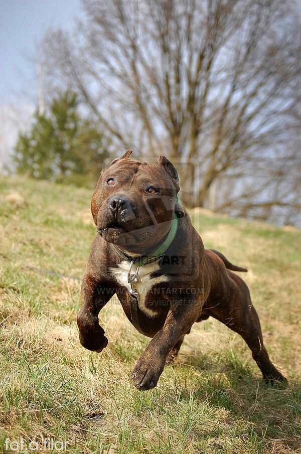Hehehe So Cute Visit Our Website Now Cute Dogs Cute