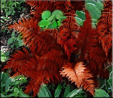 Where The Red Fern Grows Book Dog Breed Where The Red Fern Grows Book Dog Breed