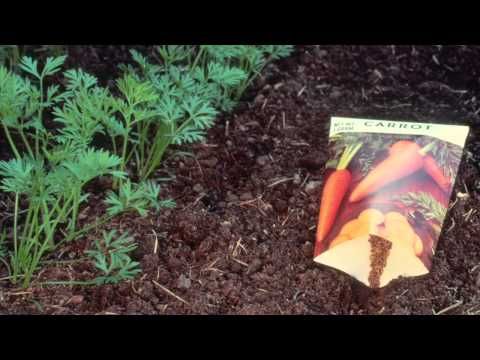 Garden Ideas Videos 221 best vegetable garden ideas images on pinterest | garden ideas Garden Ideas Videos 221 best vegetable garden ideas images on pinterest | garden ideas