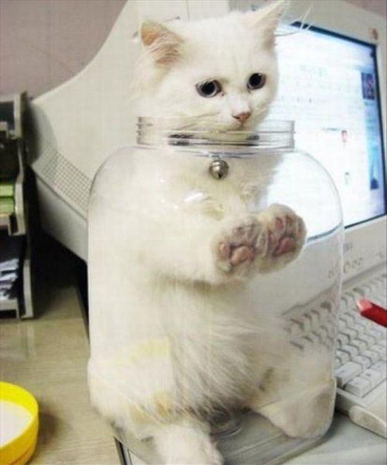 29 best Cats Stuck In Things images on Pinterest | Animals, Cats ... 29 best Cats Stuck In Things images on Pinterest | Animals, Cats ...