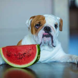 Is It Safe For Dogs To Eat Watermelon Can Dogs Eat Watermelon