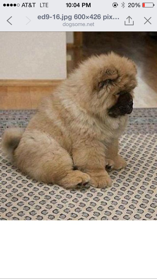 Pin By Sarelle Caicedo On Funny Stuff Fluffy Dogs Dogs Cute