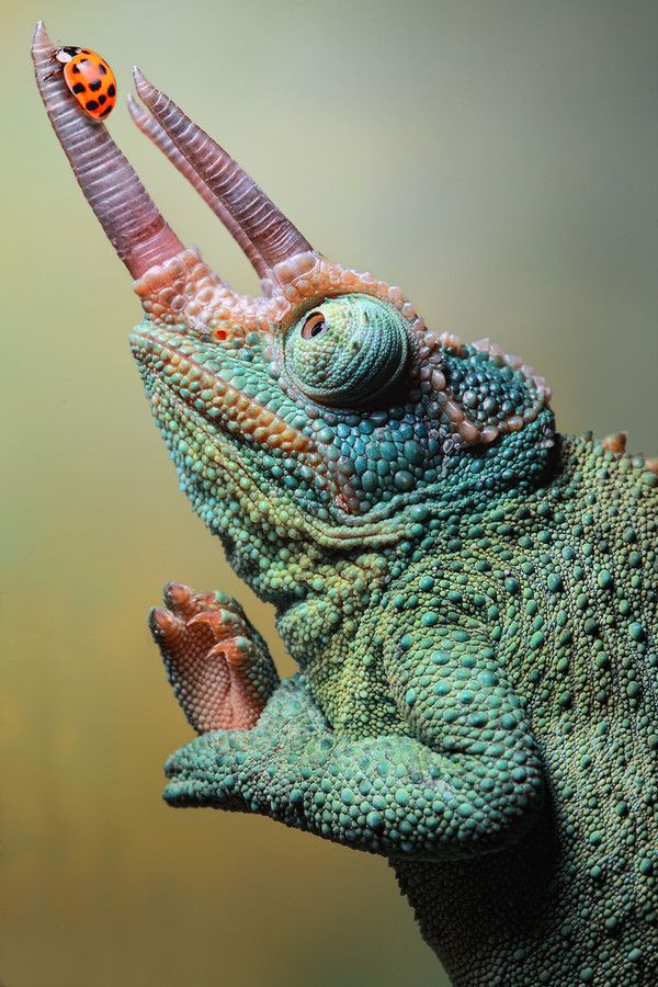albino 3 horned chameleon albino 3 horned chameleon