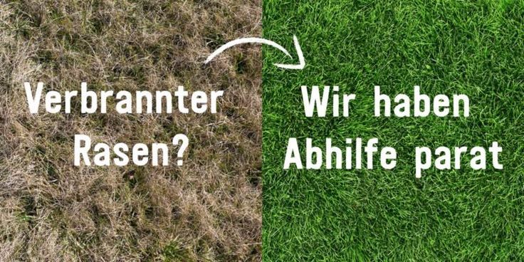 Gunstige Und Einfache Ampelschirme Online Kaufen Grass Fertilizer Grass Herbs