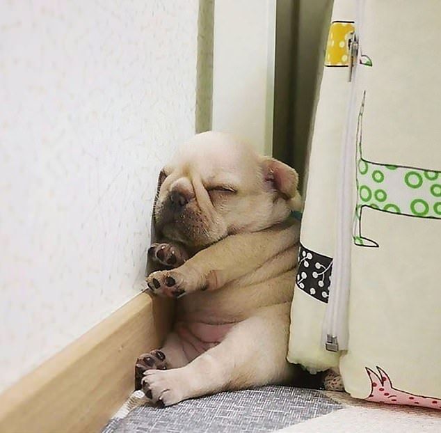 Dogs Take Much Needed Naps In Some Very Bizarre Positions