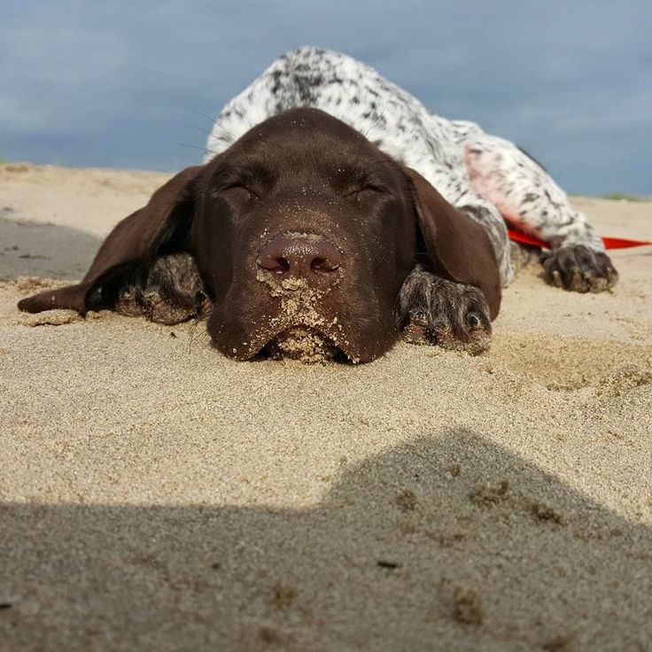 German Shorthaird Pointer Best Dog German Shorthaird Pointer Best Dog