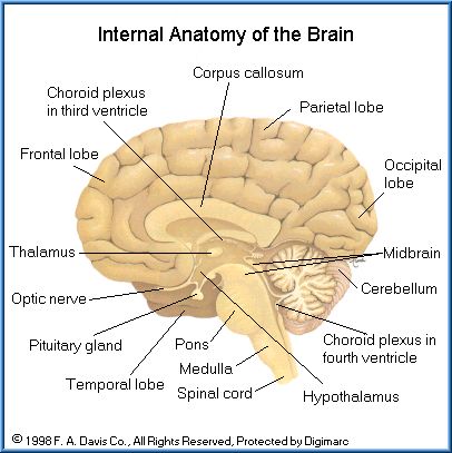 an analysis of the structure and function of human brain Approaches for the integrated analysis of structure, function and connectivity of the human brain multi-modal and multi-method analysis of structure, function and . an analysis of the structure and function of human brain Approaches for the integrated analysis of structure, function and connectivity of the human brain multi-modal and multi-method analysis of structure, function and .